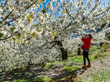 Extremadura, Cerezo en Flor Extremadura, Cerezo en Flor