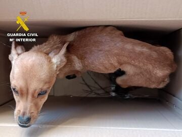 Uno de los perros REMITIDA / HANDOUT por Guardia Civil Fotograf&iacute;a remitida a medios de comunicaci&oacute;n exclusivamente para ilustrar la noticia a la que hace referencia la imagen, y citando la procedencia de la imagen en la firma 11/03/2026