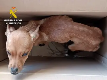 Sucesos.- Investigadas tres personas en Caravaca por abandono y maltrato animal tras arrojar cachorros desde un coche Uno de los perros REMITIDA / HANDOUT por Guardia Civil Fotografía remitida a medios de comunicación exclusivamente para ilustrar la noticia a la que hace referencia la imagen, y citando la procedencia de la imagen en la firma 11/03/2026