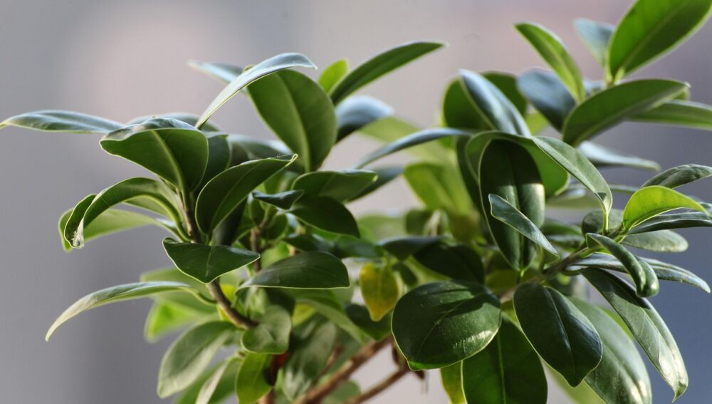 Planta ficus