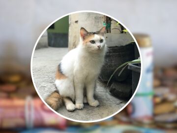 La adopci&oacute;n m&aacute;s cara de la historia: un hombre se enfrenta a 300.000 euros de multa por culpa de su "gato ilegal"