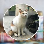 La adopci&oacute;n m&aacute;s cara de la historia: un hombre se enfrenta a 300.000 euros de multa por culpa de su "gato ilegal"