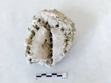 Hallan bajo las cenizas de un volcán de España uno de los fósiles más extraordinarios del mundo Cardón fosilizado localizado en Güímar, Tenerife