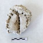 Hallan bajo las cenizas de un volc&aacute;n de Espa&ntilde;a uno de los f&oacute;siles m&aacute;s extraordinarios del mundo