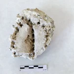 Hallan bajo las cenizas de un volcán de España uno de los fósiles más extraordinarios del mundo