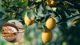 Agua de lentejas para el limonero: beneficios, c&oacute;mo usarla y por qu&eacute; funciona