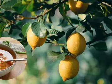 Agua de lentejas para el limonero: beneficios, cómo usarla y por qué funciona Agua de lentejas para el limonero: beneficios, cómo usarla y por qué funciona