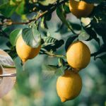 Agua de lentejas para el limonero: beneficios, c&oacute;mo usarla y por qu&eacute; funciona