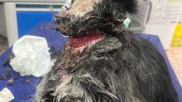 MURCIA.-Sucesos.- Guardia Civil detiene a un vecino de Abar&aacute;n por tener abandonado a su perro, atado con un cable met&aacute;lico