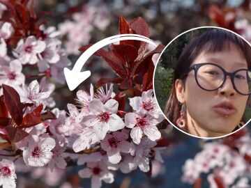 Tez.pabila, en Instagram, explica c&oacute;mo diferenciar los tres &aacute;rboles frutales m&aacute;s vistosos del invierno y la primavera