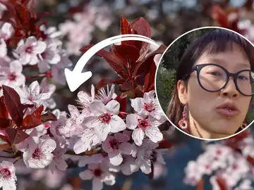 Tez.pabila, en Instagram, explica cómo diferenciar los tres árboles frutales más vistosos del invierno y la primavera Tez.pabila, en Instagram, explica cómo diferenciar los tres árboles frutales más vistosos del invierno y la primavera