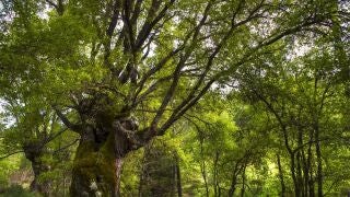 Bosque de quejigos.REMITIDA / HANDOUT por GOBIERNO DE ARAGÓNFotografía remitida a medios de comunicación exclusivamente para ilustrar la noticia a la que hace referencia la imagen, y citando la procedencia de la imagen en la firma18/03/2026