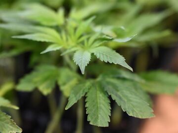 Argelia incauta m&aacute;s de una tonelada de cannabis en operaciones en la frontera con Marruecos