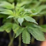 Argelia incauta m&aacute;s de una tonelada de cannabis en operaciones en la frontera con Marruecos