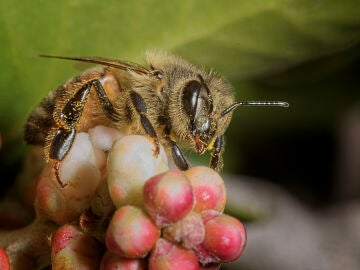 MADRID, 23/03/2026.- Cuando las abejas recolectoras localizan una fuente de alimento, como este arbusto (Rhus integrifolia), regresan a la colmena y comunican la ubicaci&oacute;n de la fuente mediante los intrincados detalles de la danza del meneo. Los humanos no son los &uacute;nicos que act&uacute;an de forma diferente dependiendo de quien les observe, tambi&eacute;n las abejas mel&iacute;feras bailan (y comunican) de forma m&aacute;s precisa cuanto m&aacute;s p&uacute;blico tienen en la colmena, seg&uacute;n constata una investigaci&oacute;n. EFE/Cedida por ...