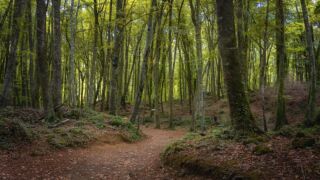 Suelo irregular y silencio inquietante: el bosque catal&aacute;n que parece sacado de un cuento de terror