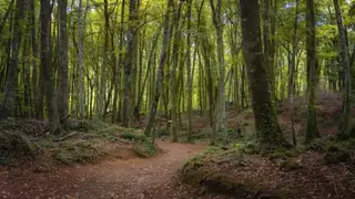 Suelo irregular y silencio inquietante: el bosque catalán que parece sacado de un cuento de terror Suelo irregular y silencio inquietante: el bosque catalán que parece sacado de un cuento de terror