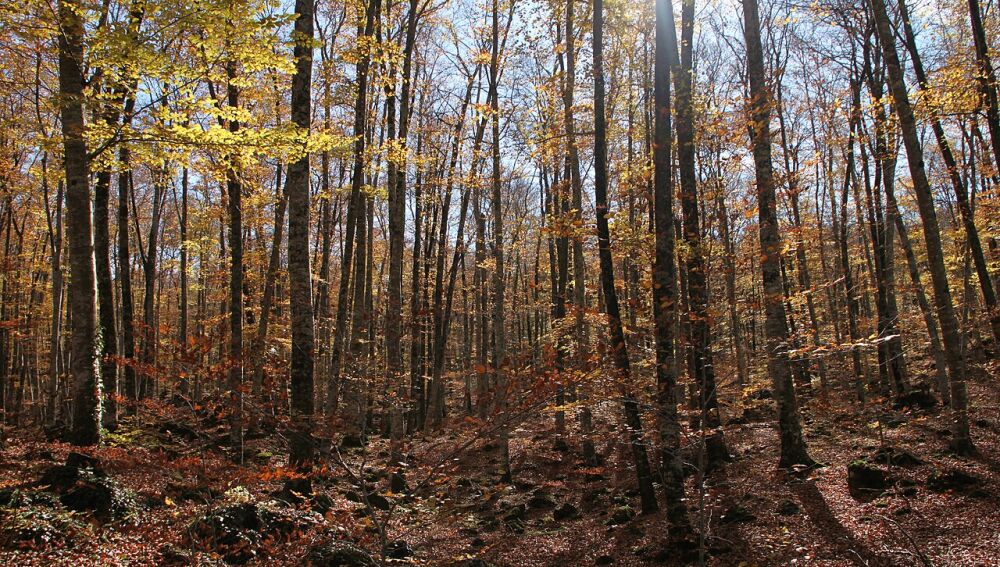 La Fageda d'en Jordà