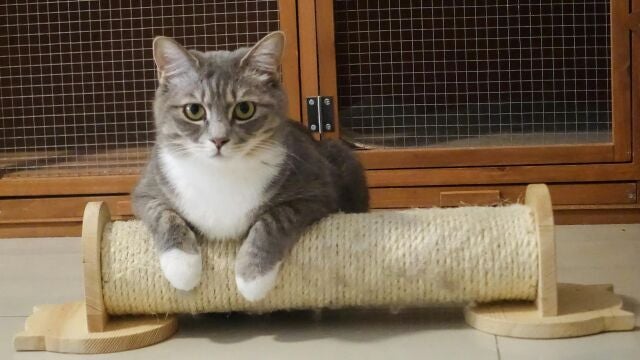 Gato sobre su rascador 