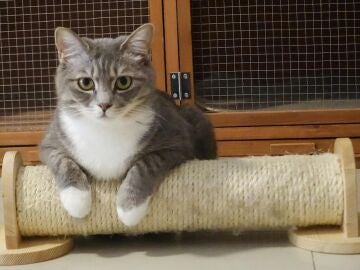 Gato sobre su rascador 