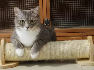 Gato sobre su rascador Gato sobre su rascador