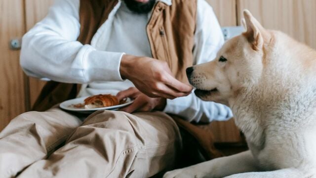 Imagen de archivo de un due&ntilde;o alimentando a su perro
