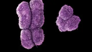 Cromosomas X e Y, en el ser humano Sexo