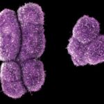 Cromosomas X e Y, en el ser humano