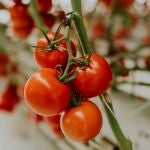 De un tomate del supermercado a tu huerto en casa: el truco viral que funciona en primavera