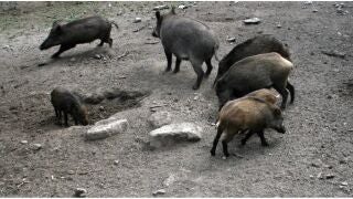 Econom&iacute;a/Agro.- Detectados seis nuevos casos de peste porcina en jabal&iacute;es dentro de la zona de alto riesgo