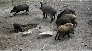 Economía/Agro.- Detectados seis nuevos casos de peste porcina en jabalíes dentro de la zona de alto riesgo Economía/Agro.- Detectados seis nuevos casos de peste porcina en jabalíes dentro de la zona de alto riesgo