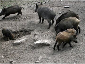 Econom&iacute;a/Agro.- Detectados seis nuevos casos de peste porcina en jabal&iacute;es dentro de la zona de alto riesgo