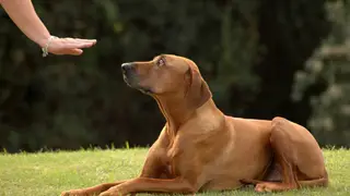 El inglés es muy usado para adiestrar a los perros y conseguir que obedezcan órdenes como sentarse, tumbarse o saltar El inglés es muy usado para adiestrar a los perros y conseguir que obedezcan órdenes como sentarse, tumbarse o saltar