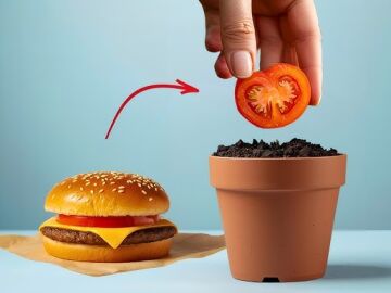 Del McDonald's al huerto: un experimento que logr&oacute; cultivar kilos de tomates