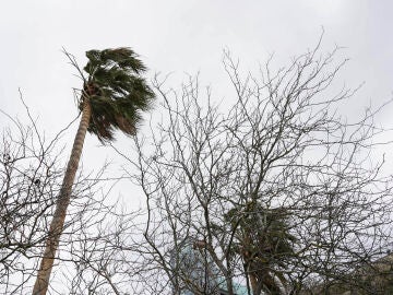 MA&Oacute; (MENORCA), 29/03/2026.- Varios &aacute;rboles son vistos durante el temporal de viento que azota Baleares, este domingo en Ma&oacute;, Menorca. EFE/ David Arquimbau Sintes 