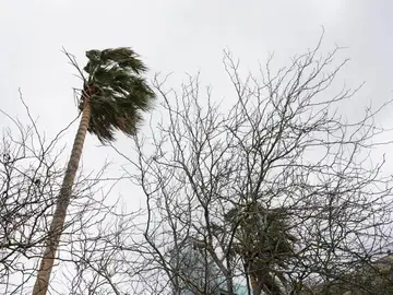 Alerta Naranja por viento en Menorca MAÓ (MENORCA), 29/03/2026.- Varios árboles son vistos durante el temporal de viento que azota Baleares, este domingo en Maó, Menorca. EFE/ David Arquimbau Sintes