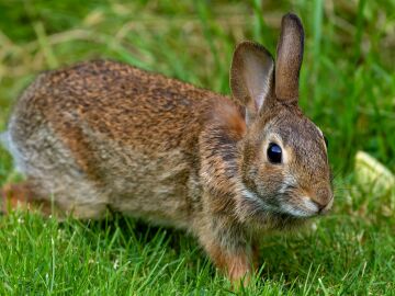 Imagen de archivo de un conejo