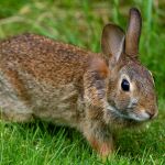 Imagen de archivo de un conejo