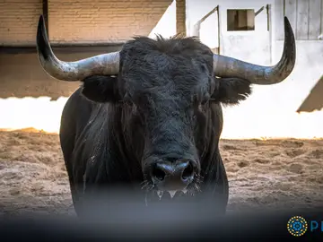 Estos son los imponentes toros de Dolores Aguirre para la corrida de esta tarde en Madrid Estos son los imponentes toros de Dolores Aguirre para la corrida de esta tarde en Madrid