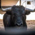 Estos son los imponentes toros de Dolores Aguirre para la corrida de esta tarde en Madrid