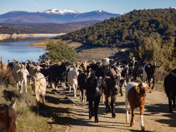 MADRID.-La Comunidad inicia expediente para declarar la trashumancia Bien de Inter&eacute;s Cultural por su valor hist&oacute;rico y ambiental