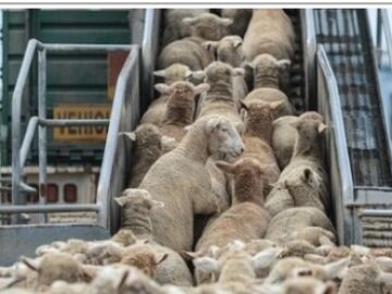 Ovejas espa&ntilde;olas a su llegada a un puerto marroqu&iacute;