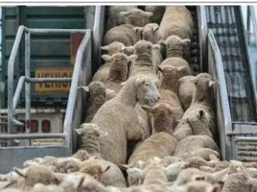 Ovejas españolas a su llegada a un puerto marroquí Ovejas españolas a su llegada a un puerto marroquí