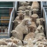  Las ovejas españolas vuelven a conquistar los mercados marroquíes