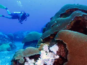 Corales en el Santuario Marino Nacional Flower Garden Banks, en el Golfo de México Un laboratorio pionero cría 800.000 embriones de coral en tierra firme para combatir el calentamiento del océano