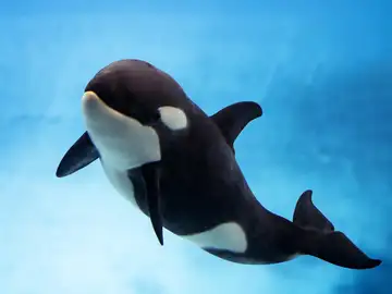 Loro Parque celebra el primer año de vida de Teno, un hito histórico para la ciencia y la conservación marina Teno, la cría de orca nacida el 31 de marzo de 2025, en el Loro Parque