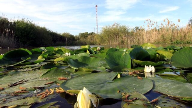 El trabajo en la Laguna Primera de Palos comenz&oacute; en 1999 y desde entonces ha recuperado decenas de especies