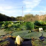 El trabajo en la Laguna Primera de Palos comenz&oacute; en 1999 y desde entonces ha recuperado decenas de especies