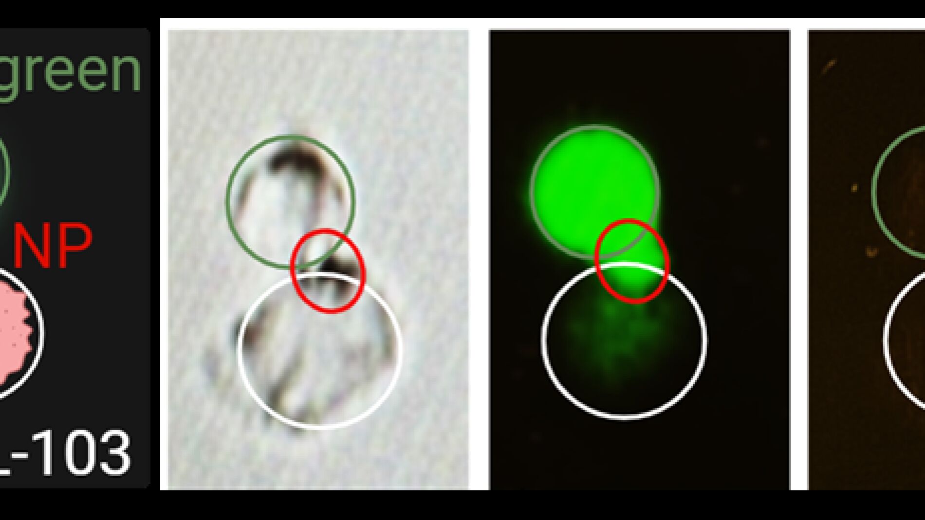 Una nanopartícula desarrollada en la Politècnica de València da resultados en el cáncer metastásico de ratón