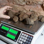 Cesefor incorpora la IA a las lonjas de Abejar y Lerma para el an&aacute;lisis de mercados y la caracterizaci&oacute;n objetiva